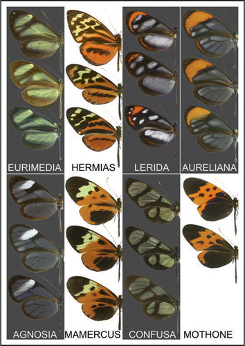 Figure 1 The eight mimicry rings of the study community, illustrated by several species (eurimedia: Ithomia salapia, Pteronymia primula, Napeogenes inachia; hermias: Tithorea harmonia, Mechanitis polymnia, Melinaea satevis; lerida: Oleria gunilla, O. onega, Hyposcada illinissa; aureliana: Pseudoscada florula, Napeogenes sylphis, Hypoleria lavinia; agnosia: I. agnosia, Heterosais nephele, Pseudoscada timna; mamercus: Hypothyris mamercus, N. larina, H. moebiusi; confusa: Methona confusa, M. curvifascia, Callithomia lenea; mothone: Melinaea marsaeus, Mechanitis messenoides). Species with transparent wings are presented against a dark background.