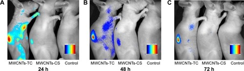Figure 10 Living animal imaging on breast cancer-bearing mice administered with MWCNTs-TC, MWCNTs-CS, or NS.Notes: (A) 24 h; (B) 48 h; and (C) 72 h.Abbreviations: MWCNTs-TC, transactivator of transcription–chitosan-conjugated multiwalled carbon nanotubes; MWCNTs-CS, chitosan-conjugated multiwalled carbon nanotubes; h, hours; NS, normal saline.