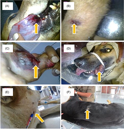 Figure 2. Fang marks (a—Fang marks on tongue, b—Fang mark on fore limb, c—Fang mark on hind limb, 2—fang marks on lip, e—Fang marks on neck, and f—Fang marks on thoracic region). (a, d, and f) cobra bite, (b and e) Russell’s viper bite, (c) hump nosed viper bite.