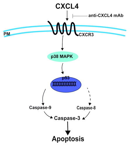 Figure 6. CXCL4 mediates 5-FU-induced apoptosis of the intestinal epithelia. 5-FU induces the local expression of CXCL4, which initiates the intestinal apoptosis pathway. By binding to its CXCR3 receptor, CXCL4 activates p38-MAPK to increase the level of p53, which leads to caspase activation and, ultimately, apoptosis. Anti-CXCL4 mAb effectively blocks the apoptotic role of CXCL4 in 5-FU-induced mucositis, PM: plasma membrane.