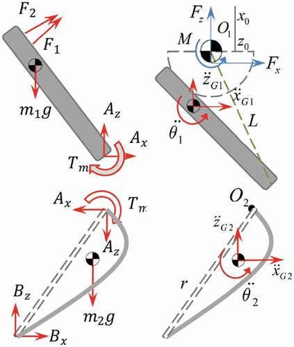 Figure 7. RoboWalk FBD and kinematic diagram in the sagittal plane