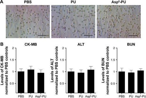 Figure 2 Safety evaluation of Asp8-PU in vivo.Notes: (A) Hemagglutination assay of mouse blood cells incubated with PU or Asp8-PU for 1 hour (bars 50 μm); (B) quantification of serum CK-MB, ALT, and BUN levels by clinical chemistry analysis (data shown as means ± SE, n=5 per group); (C) H&E images of heart, liver, spleen, and kidney collected from mouse tail vein injected with PU or Asp8-PU (bars 20 μm); (D) quantification analysis of serum TNFα, IFNγ, IL2, and IL6 by enzyme-linked immunosorbent assay.Abbreviations: PU, polyurethane; BUN, blood urea nitrogen; ALT, alanine aminotransferase; H&E, hematoxylin-eosin; CK-MB, creatine kinase isoenzyme; BUN, blood urea nitrogen.