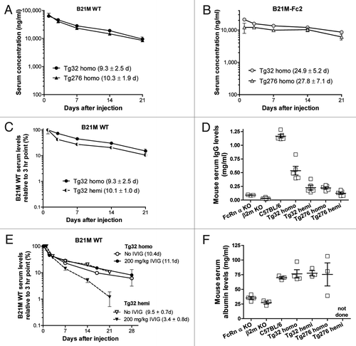 Figure 1. Comparison of human FcRn transgenic mouse lines. Tg32 and Tg276 mice were IV-injected via tail vein with 2 mg/kg doses of either (A) B21M WT or (B) B21M-Fc2, a variant of B21M WT with enhanced affinity for FcRn at pH 6. Serum concentrations are shown for the 21 d study. (C) PK profile of B21M WT in Tg32 homo vs. Tg32 hemi mice. (D) Results of measuring endogenous mouse IgG levels by ELISA in sera of different mice that had not been injected with human IgG. (E) PK profiles in Tg32 mice IV-dosed at 2 mg/kg with B21M WT in the presence or absence of a coinjected 200 mg/kg dose of human IVIG. For Tg32 homo mice, t1/2 values of the group without IVIG were derived from 2 mice, whereas values from the group with IVIG was derived from 4 mice. (F) Results of measuring endogenous mouse serum albumin levels by ELISA in sera of different mice that had not been injected with human IgG. In (A), (B), (C) and (E), B21M serum levels were measured at different time points by ELISA, and results are shown as the mean ± SEM of 4 animals/group unless stated otherwise. Half-life values are reported with ± 1 standard deviation in parentheses, except for Tg32 mice in (E) which are reported as mean values.