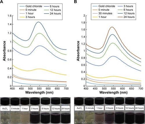 Figure 2 UV–visible spectroscopy and change in color of the reaction mixture at different time intervals of the synthesized OMP-AuNPs and PE-AuNPs.Notes: (A) OMP-AuNPs; (B) PE-AuNPs.Abbreviations: AuNPs, gold nanoparticles; OMP, oriental melon peel; PE, peach extract; UV, ultraviolet.