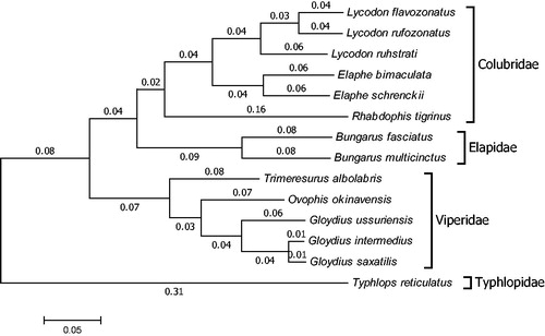 Figure 1. Phylogenetic tree generated using the neighbour-joining method based on complete mitochondrial genomes of some species of Serpentes. Lycodon flavozonatus (NC_028730), Lycodon rufozonatus (NC_024559), Lycodon ruhstrati (KJ179951), Elaphe bimaculata (KM065513), Elaphe schrenckii (NC_027605), Rhabdophis tigrinus (KU641019), Bungarus fasciatus (EU579523), Bungarus multicinctus (NC_011392), Trimeresurus albolabris (NC_022820), Ovophis okinavensis (NC_007397), Gloydius ussuriensis (NC_026553), Gloydius intermedius (NC_025560), Gloydius saxatilis (KM434236) and Typhlops reticulatus (NC_010971).
