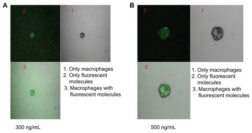 Figure 7 Confocal microscopic image of macrophages treated with (A) stavudine nanoparticles (300 ng/mL of medium) for 4 hours, and (B) stavudine nanoparticles (500 ng/mL of medium) for 4 hours.