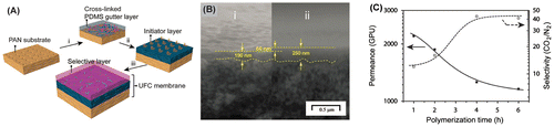 Figure 4. (a) Schematic illustration of the UFC membrane formation: (i) spin coating P2 (amino-terminated PDMS)/TMC to prepare the PDMS gutter layer; (ii) spin coating P3 (bromo-functionalized PDMS)/TMC to prepare the initiator layer; and (iii) CAP in the presence of CuBr2/Me6TREN/Na-ascorbate/crosslinkers (XLs) to afford the UFC membranes. (b) Scanning electron microscopy (SEM) images of the cross section of (i) the PDMS initiator layer and (ii) the UFC membranes (UFC1–6 h). The interface between the CAP film and intermediate PDMS layer cannot be distinguished, but by superimposing images of the PDMS initiator layer and multilayer UFC membranes, the thickness of the top layer can be estimated to be ca. 60 nm. The scale bar represents 500 nm. (c) CO2 permeance (solid symbols) and CO2/N2 selectivity (open symbols) through UFC3 series membranes as a function of the polymerization time. Reprinted with permission from Fu et al. [Citation25]. Copyright 2015 Royal Society of Chemistry.