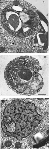 Figure 4.  (A) Endosymbiont chloroplast with pyrenoid, starch granules, mitochondria with flat cristae, nucleomorph, and cryptophyte cytoplasm. (B) Transversal section of Teleaulax sp. showing the chloroplast, mitochondria and nucleus. (C) The symbiont nucleus. Unlike the ciliate nuclei it does not have condensed chromatin. mit, symbiont mitochondrion; py, pyrenoid; chl, chloroplast; n, Teleaulax nucleus. Scale bar (for all photographs) = 1 µm.