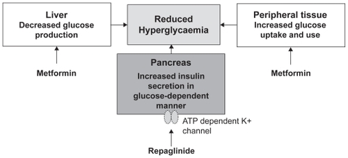Figure 2 Complementary mode of actions of repaglinide and metformin. Raskin P. Oral combination therapy: repaglinide plus metformin for treatment of type 2 diabetes. Diabetes Obes Metab. 2008;10(12):1167–1177.Citation43 Copyright © 2008 John Wiley & Sons. Reproduced with permission of Blackwell Publishing Ltd.
