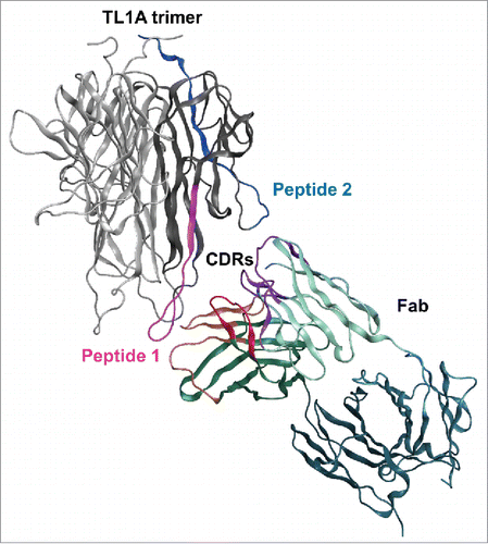 Figure 4. Molecular docking of TL1A with Fab. Epitope regions, peptide 1 and peptide 2, can contact CDR loops in VH and VL of Fab.