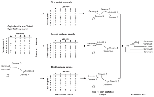 Figure 5 General bootstrapping scheme for k-tuple distance and tree construction in LifePrint.a