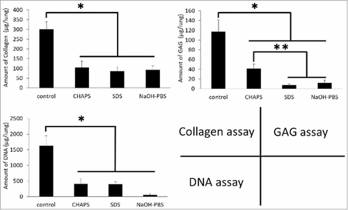 FIGURE 4. Graphs of matrix protein and DNA quantifications of native, CHAPS-treated, SDS-treated and NaOH-treated decellularized lungs. (A) Collagen assay. (B) GAG assay. (C) DNA assay.