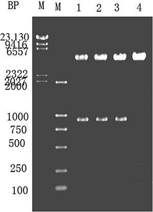 Figure 2.  PCR recombinant E. coli (PCR identification of recombinant E. coli) which is 0.9 kb in size. M—GeneRuler DNA ladder marker. Lanes 1–3—the recombinant E. coli were used for PCR amplification of the gene fragment using the pMG36e-U template. Lane 4 serves as a control, and the original E. coli were used for PCR.