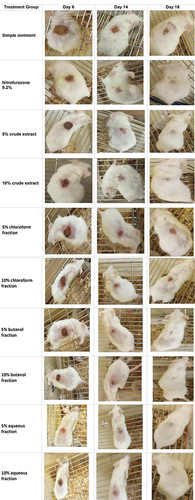 Figure 4 Photograph depicting the healing process of an excision wound among mice treated with and simple ointment base, 5% and 10% of the P. africana stem bark 80% methanol extract ointments, 0.2% nitrofurazone ointment, 5% and 10% chloroform fraction ointments, 5% and 10% n-butanol fraction ointments, and 5% and 10% aqueous fraction ointments.