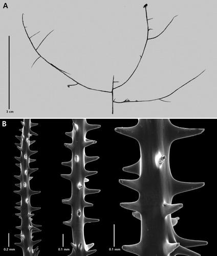 Figure 6. Antipathes polyhedra n. sp., holotype NIWA 41689: A, corallum; B, sections of branchlets (B from schizoholotype, USNM 1527063/SEM stub 459).