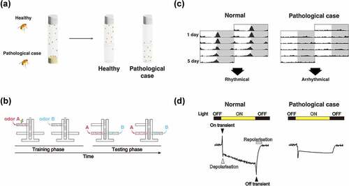 Figure 3. Evaluation methods of neural function using Drosophila. (A) Climbing assay. It is a measurement of motor function taking advantage of the fly’s negative geotaxis. (B) Olfactory memory assay using T-maze. At the training phase, unconditioned stimulus (US) such as electric shock and sweetness such as sucrose is associated with the odour in the training tube. Next, another odour is presented, without US. In the test phase, the two odours used in the training are presented to the trained fly from both ends of the test tube, and the performance index is quantified by which odour attracted the fly. In the figure, the associative learning between odour A and electric shock, called aversive learning, leads to the learning flies avoiding odour A. (C) Schematic diagrams of Actogram. Actogram is a double-plotted graphical representation of the phases of an organism’s daily activity and resting time. Grey shading indicates the dark phase. In controls, the level of activity increases in the morning and evening, but when the circadian rhythm is disrupted by the expression of disease gene, this time-specific increase is not observed. (D) Schematic diagrams of ERG trace. In healthy flies (left panel), the ERG traces are derived from photoreceptor activity (depolarisation and repolarisation, white arrow heads in the figure) and from postsynaptic neuron activity (on-transient and off-transient, black arrow heads in the figure). When the pathological gene is expressed, the ERG trace can be used to estimate what part of the visual system is impaired.