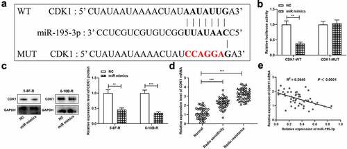 Figure 3. CDK1 is the target gene of miR-195-3p in NPC cell