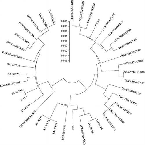 Figure 2. Dendrogram of M. gallisepticum wild-types from South Africa and 12 other countries, with vaccine and reference strains, constructed by Clustal-W alignment of adjoined IGSR and mgc2 (fragment) sequences by the neighbour-joining method with 1000-bootstrap replicates using MEGA 5.05 (http://www.megasoftware.net). Origin of foreign M. gallisepticum DNA is listed in Table 2.