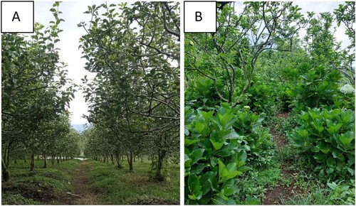 Figure 2. Two different conditions of crab apple orchard were used in this study; with grass ground cover (A), and with Hydrangea intercropping (B).