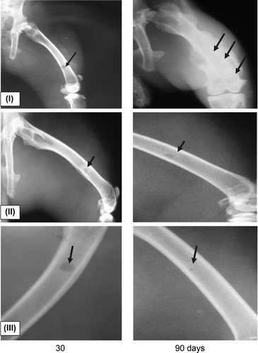 Figure 5. Radiological data on the regeneration dynamics of the defects of bone tissue infected with Staphylococcus aureus in experiments with different implants: I – bone allograft; II – powdered P3HB; III – powdered P3HB/tienam.