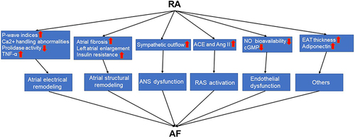 Figure 2 The pathophysiological pathways between RA and AF.