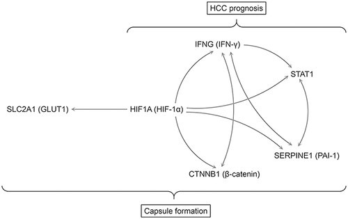 Figure 6 Proposed mechanism affecting capsule formation and HCC prognosis. One-way arrows represent unidirectional effects and two-way arrows represent bidirectional interactive relationships.