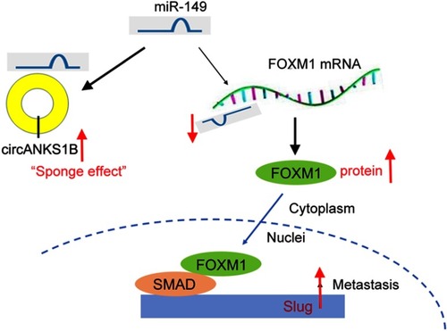 Figure 5 The schematic model demonstrates that circANKS1B regulates FOXM1/Slug pathway by serving as a sponge for the miR-149 in colorectal cancer metastasis.