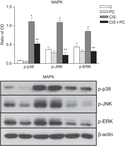 Figure 6.  Representative photomicrographs of immunostaining and densitometric analysis for p-p38, p-JNK, and p-ERK. PC treatment decreased phosphorylation of p-p38, p-JNK, and p-ERK in HK-2 cells at 24 h after cisplatin treatment.Note: *p < 0.05 versus C, **p < 0.05 versus CIS.