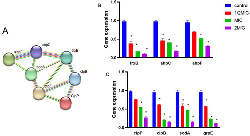 Figure 5 String network of DEPs of C. acnes in IDDS stress. Colored lines between the proteins indicate the various types of interaction evidence. Structure which is drawn in the protein nodes indicated the availability of 3D protein structure information. *Indicated a significant difference (p ≤0.01). (A) String network of down-regulated proteins. (B and C) The mRNA levels of seven genes were respectively analyzed by qPCR method in C. acnes with and without IDDS.