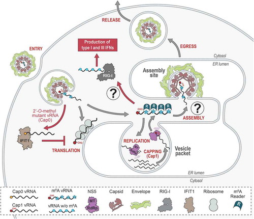 Figure 1. The fates of methylated and non-methylated vRNA species during flavivirus life cycle