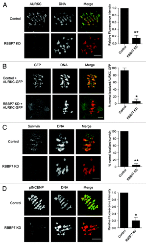 Figure 8. Effect of RBBP7 knockdown on the CPC during MI. Immunocytochemical detection of AURKC (A and B), Survivin (C), and pINCENP (D) (green in merge) in control and RBBP7 KD Met I oocytes. DNA was detected with DAPI (red in merge). In (B), 100 ng/μl AURKC-GFP (green in merge) was co-injected with the siRNA/morpholino cocktail. To the right of the image panels are quantifications of the intensity levels (A and D) or the percent of oocytes where normal chromosome localization was observed (B and C). The experiments were performed 2×, and at least 15 oocytes were analyzed for each sample. The scale bar represents 10 μm. Shown are representative examples. The data are expressed as mean ± SEM; Student t test was used to analyze the data. Values with asterisks vary significantly, * P < 0.05, **P < 0.01.
