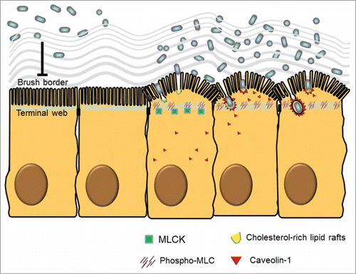 Figure 1. Ultrastructural and molecular mechanisms of bacterial endocytosis by intestinal epithelial cells. A brush border (BB), composed of densely packed actin-cored microvilli rooted in the terminal web (TW), serves as a barrier to prevent physical contact between luminal microbes and cellular soma. After low dose interferon gamma (IFNγ) stimulation, myosin light chain kinase (MLCK)-dependent phosphorylation of myosin light chain (MLC) in the TW region causes contraction and arc formation, leading to BB fanning. The consequently enlarged intermicrovillous cleft exposes the bacteria to cholesterol-rich lipid microdomains situated at the BB membrane invagination, and allows bacteria to be internalized via lipid raft- and caveolin-1-dependent endocytic pathways.