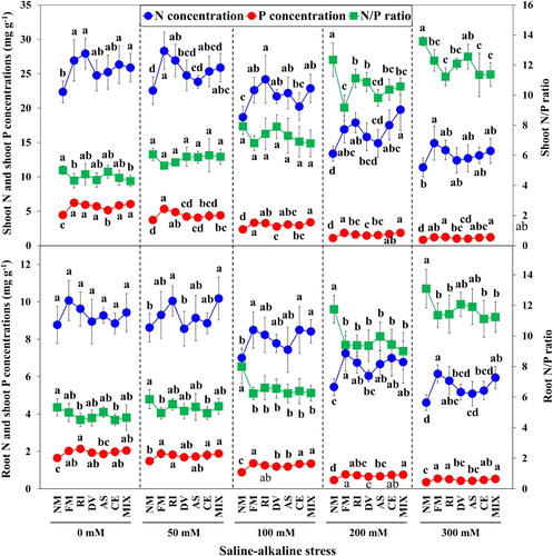 Figure 5. The N concentration, P concentration and N/P ratio in shoot and root of L. chinensis under saline-alkaline stress. NM, FM, RI, DV, AS, CE and MIX represent plants inoculated without AMF, or with F. mosseae, R. intraradices, D. versiformis, A. scrobiculata, C. etunicatum and mixture of five AMF species, respectively. Plants were subjected to 0, 50, 100, 200, and 300 mM saline-alkaline stress. The results are presented as the mean ± SD of five replicates. Different letters indicate significant differences in parameters among different AMF inoculation treatments based on Duncan’s test (P < 0.05).