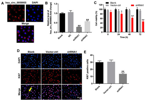 Figure 3 Downregulation of hsa_circ_0059955 inhibited proliferation of NP cells. (A) The cellular localization of hsa_circ_0059955 in NP cells was analyzed using FISH assay. (B) The level of hsa_circ_0059955 in NP cells infected with hsa_circ_0059955-shRNA1 or hsa_circ_0059955-shRNA2 was detected using qRT-PCR. The experiment was repeated triply. (C) NP cells were infected with hsa_circ_0059955-shRNA1 for 0, 24, 48 and 72 h. CCK-8 assay was applied to determine the cell viability, and the experiment was performed in quintuplicate. (D, E) NP cells were infected with hsa_circ_0059955-shRNA1 for 72 h. Representative immunofluorescence images showing ki67 (in red), DAPI (in blue) and the merged panel with ki67 and DAPI in NP cells. Arrow in the merged panel indicates a ki67-positive cell (pink color) in NP cells. Scale bar, 50 μm. The experiment was repeated triply. **P < 0.01, compared with the blank group.