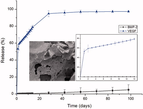 Figure 4. Release rates of VEGF and BMP-2 from scaffolds prepared by freeze drying plus salt leaching using 1 g NaCl/0.25 g polymer from copolymer solutions with 5% copolymer in diaxone.