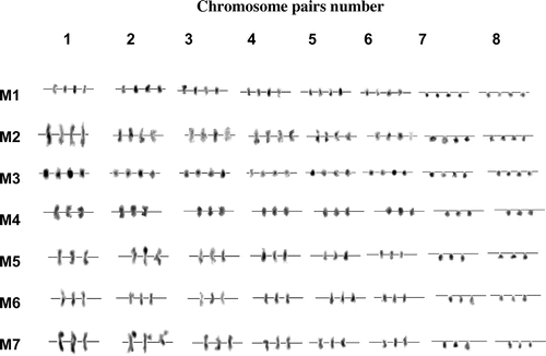 Figure 3. Karyotypes of L. stolonifera morphotypes M1, M2 and M3 are tetraploids (2n=4x=32), morphotypes M4 to M7 are triploids (2n=3x=24). Note the presence of satellite chromosomes on the top of the second chromosome pair of M7.