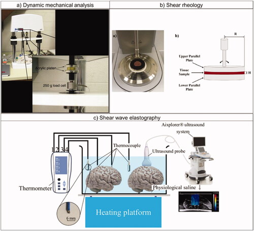 Figure 3. Principal measurement techniques employed for characterizing the mechanical behavior of biological tissues: setup and instrumentation. (a) System (Endura TEC ELF 3220) used for dynamical mechanical analysis tests on liver tissue (left); close-up on the acrylic platens, the tissue specimen, the loading cell, and the mover of the system used for the measurement of the viscoelastic properties (right). Reprinted from [Citation139], Copyright 2021, with permission from Elsevier. (b) Picture of the tissue specimen prepared for shear rheology tests, positioned between the upper and the lower plate of the parallel-plate system (a), sketch of the parallel-plate rheometer and the tissue (b): ‘H’ and ‘R’ represent the tissue specimen height and the plate radius, respectively. Reprinted from [Citation140], Copyright 2021, with permission from IOS Press. (c) Setup employed to perform share wave elastography measurements on ex vivo porcine brain tissues. Reprinted from [Citation141], Copyright 2021, with permission from Elsevier.