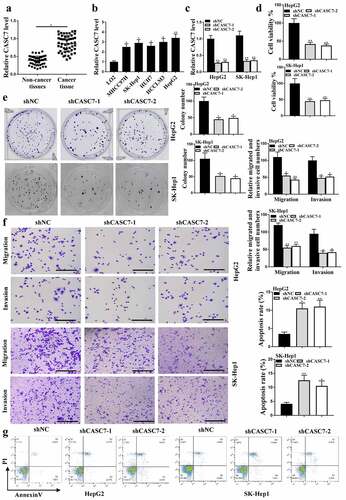 Figure 1. Effects of CASC7 on HCC tumor growth. (a) CASC7 expression in adjacent normal tissues and HCC tissues (n = 38). (b) CASC7 expression in HCC cell lines (c) CASC7 expression in HepG2 cells transfected with sh-NC, shCASC7-1 or shCASC7-2. (d) CCK8 determined Cell viability. (e and f) Colony formation, invasion and migration (100 um). (g) Cell apoptosis rate. ** P < 0.01, * P< 0.05; n= 3.