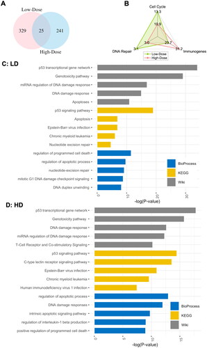 Figure 1. Differentially expressed (DE) genes after low- and high-dose IR exposures. A: Venn diagram of the DE genes. B: the percentages of identified DE genes that Overlapped with known functional databases. C: top 5 bioprocesses (biological process), KEGG (Kyoto Encyclopdia of genes and Genomes), and Wiki (Wikipedia) pathways enriched in DE genes after low-dose IR exposure. D: top 5 biological process, KEGG and Wiki pathways enriched in DE genes after high-dose IR exposure.