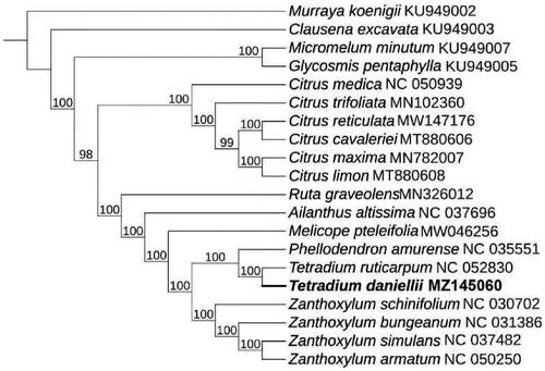 Figure 1. Maximum-likelihood phylogenetic tree for T. daniellii based on 20 complete chloroplast genomes.
