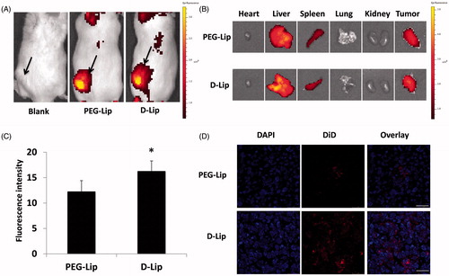 Figure 5. Biodistribution assay of D-Lip on C26 tumor-bearing Balb/C mice. Parts (A) and (B) display the in vivo and ex vivo fluorescent biodistribution of DiR-loaded liposomes; the black arrows in (A) indicated the location of the C26 tumor. (C) The quantitative determination of tumor uptake of DiD-loaded liposomes is shown, *indicating the significance between PEG-Lip and D-Lip and (D) the confocal images of tumor frozen sections are shown. Bars represent 50 μm.