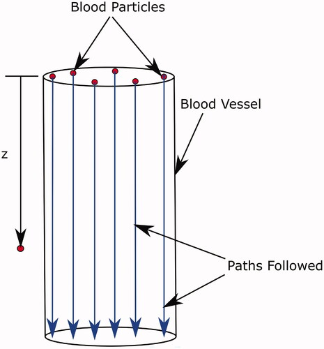 Figure 2. Paths followed by blood particles traversing the blood vessel. The definition of the z coordinate used in the calculation is also shown.