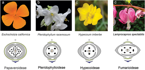 Figure 1. Floral morphologies in the Papaveraceae. (a) Eschscholzia californica (California poppy, Papaveroideae). (b) Pteridophyllum racemosum (pteridophylloideae). (c) Hypecoum imberbe (sicklefruit hypecoum, hypecoideae). (d) Lamprocapnos spectabilis (bleeding heart, Fumarioideae); floral diagrams are below the pictures with sepals colored in green, floral bract in dark blue, petals in grey, stamens in black, and the gynoecium as oval in the center. C, D referred to Sauquet et al. (Citation2015) and Hidalgo and Gleissberg (Citation2010); photos C, D, copyright free from Naturalist.org, C, by Quentin Groom, D, by Askalotl.