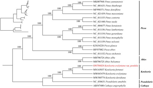 Figure 3. Maximum-likelihood phylogenetic tree using 21 published species within the Pinaceae and one outgroup (Cathaya argyrophylla). The phylogenetic tree was constructed using the maximum-likelihood method (ML) and bootstrap was performed 1000 times. The following sequences were used: K. evelyniana var. pendula ON756024, K. fortune MN165037 (Li HT, et al. Citation2019), K. evelyniana MW043479 (Li JJ, et al. Citation2021), K. davidiana MW580774 (Zhang et al. Citation2021) Abies Alba MH706724 (Li GY, et al. Citation2019), A. balsamea MH706725, Pseudolarix amabilis NC030631 (Sudianto et al. Citation2016), Pinus densiflara MF990371 (Kim et al. Citation2018), P. yunnanensis MK007968 (Hong et al. Citation2020), P. lambertiana NC011156 (Cronn et al. Citation2008), P. koraiensis NC004677, P. gerardiana NC011154 (Cronn et al. Citation2008), P. nelsonii NC011159 (Cronn et al. Citation2008), P. monophylla NC011158 (Cronn et al. Citation2008), P. contorta NC011153 (Cronn et al. Citation2008), Pinus taeda NC021440, P. thunbergii NC001631, P. massoniana NC021439 Picea abies HF937082, P. glauca KT634228 (Parmar et al. Citation2022), P. sitchensis NC011152 (Cronn et al. Citation2008), Cathaya argyophylla AB547400 (Lin et al. Citation2010). The sequences used for the tree structure are coding sequences, and the bootstrap support values are shown on the nodes.