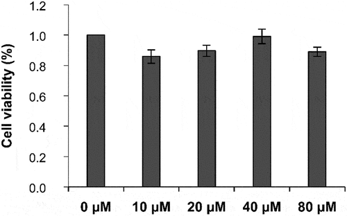 Figure 7. Effect of different concentrations of PGE-2 on the survival rate of B16-F10 melanocytes.