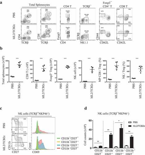 Figure 2. hIL-2/TCB2c selectively stimulates CD8 T and NK cells while relatively disfavoring Treg activation