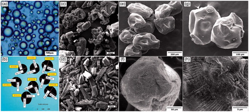 Figure 5. Microscopic view of microspheres. Optical microscopic images of (a) w/o microemulsion alginate drops dispersed in oil phase and (b) calculation of sphericity factor of microspheres. SEM images of (c) ornidazole powder, (d) doxcycline hyclate, (e, f, g) CS-Ca-SA microspheres and (h) surface view of microspheres.