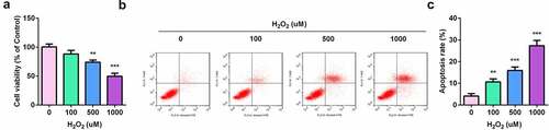 Figure 2. Construction of skin lesion model in vitro. (a) HaCaT cell viability was determined by MTT assay. (b) The apoptosis rates of HaCaT cells were detected by flow cytometry. ** P < 0.01, *** P < 0.001 vs. 0 μm group