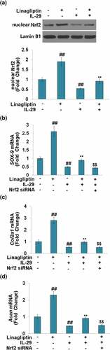 Figure 8. The protective effects of Linagliptin in the expression of SRY-related high-mobility group box gene-9, Col2a1, and Acan were dependent on nuclear factor erythroid 2-related factor 2. (a). Cells were stimulated with 15 ng/mL IL-29 in the presence or absence of Linagliptin (100 nM) for 24 hours. Levels of nuclear Nrf2 were measured. (b–d). Cells were transfected with Nrf2 siRNA, followed by stimulation with 15 ng/mL IL-29 and Linagliptin (100 nM) for 24 hours. SOX-9 mRNA, Col2a1 mRNA, and Acan mRNA were measured (##, P < 0.01 vs. vehicle; **, P < 0.01 vs. IL-29; $$, P < 0.01 vs. IL-29+ Linagliptin).