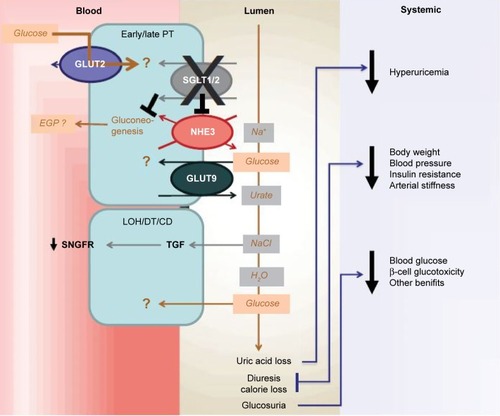 Figure 2 Downstream renal effects of SGLT1 and SGLT2 inhibition.